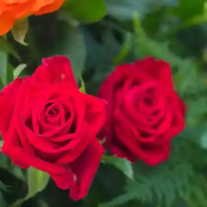 Foto von Edelrose 'Grande Amore' (Rosa 'Grande Amore')