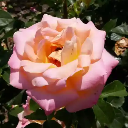 Foto von Edelrose 'Inspiration' (Rosa 'Inspiration')