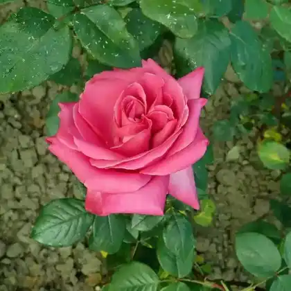 Foto von Edelrose 'Lady Like' (Rosa 'Lady Like')