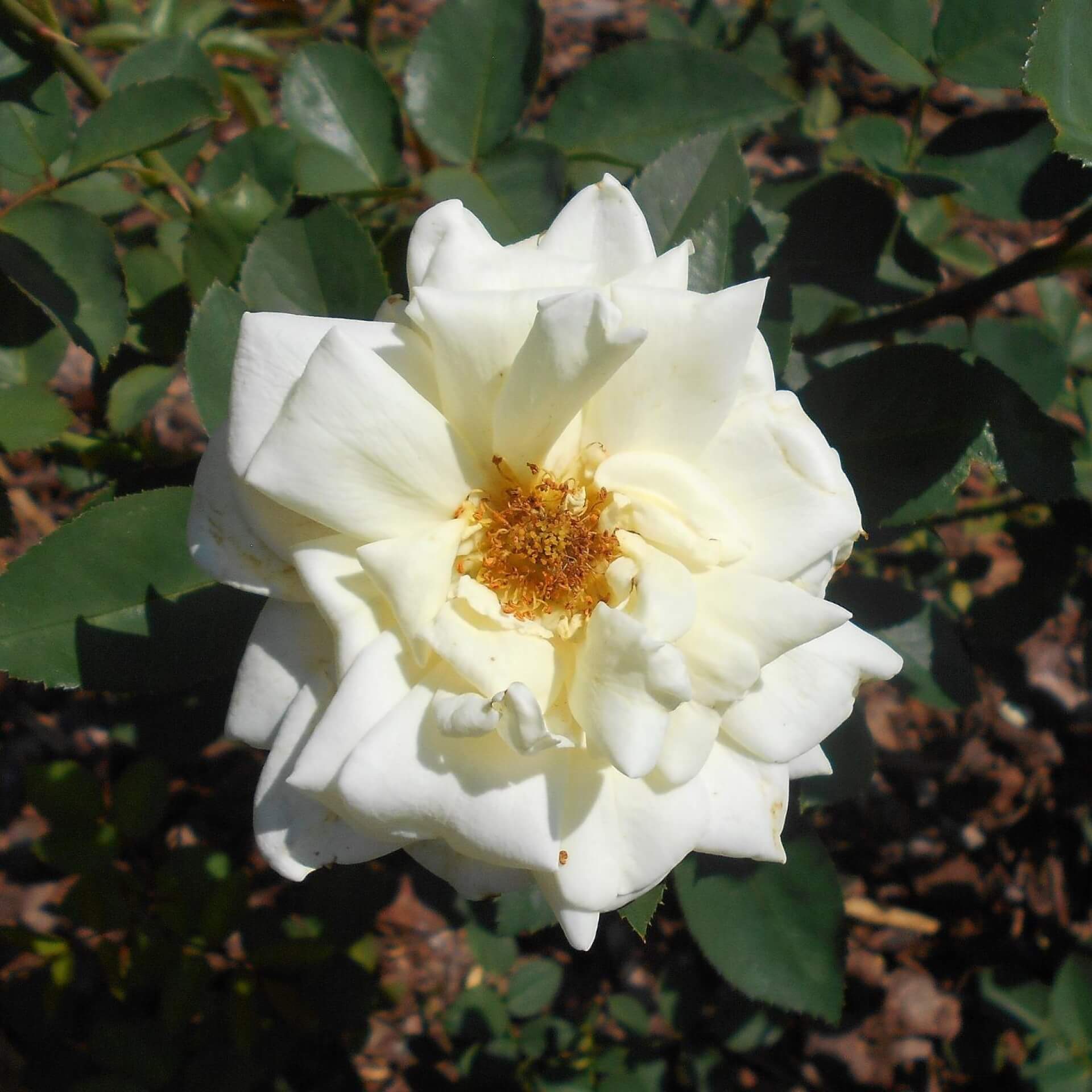 Edelrose 'Polarstern' (Rosa 'Polarstern')