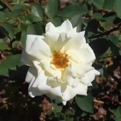 Foto von Edelrose 'Polarstern' (Rosa 'Polarstern')