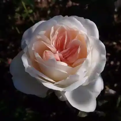 Foto von Edelrose 'Sebastian Kneipp' (Rosa 'Sebastian Kneipp')