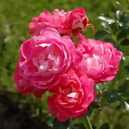 Foto von Zwergrose 'Charmant' (Rosa 'Charmant')