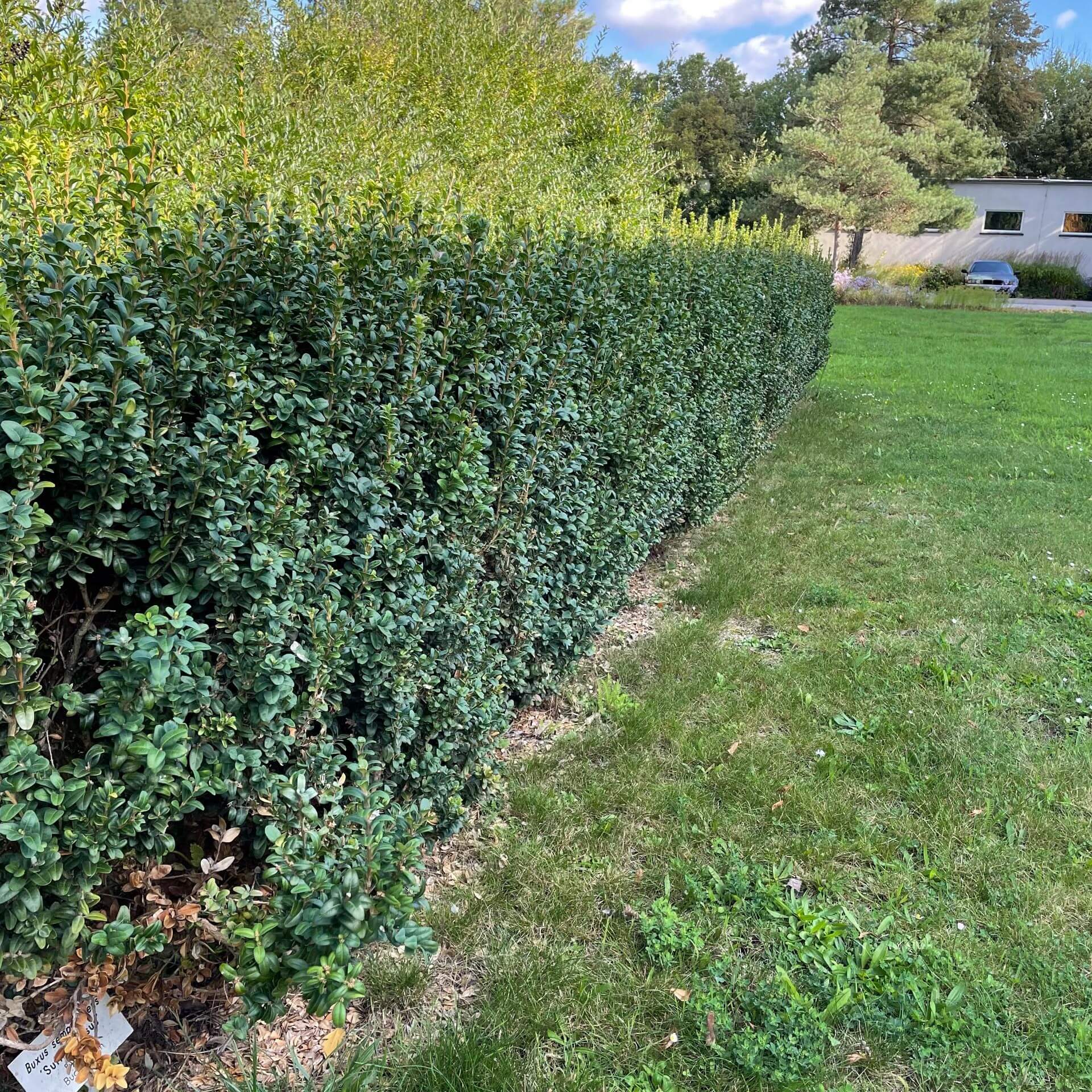 Buchsbaum 'Suffruticosa' (Buxus sempervirens 'Suffruticosa')