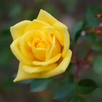 Foto von Zwergrose 'Goldjuwel' (Rosa 'Goldjuwel')