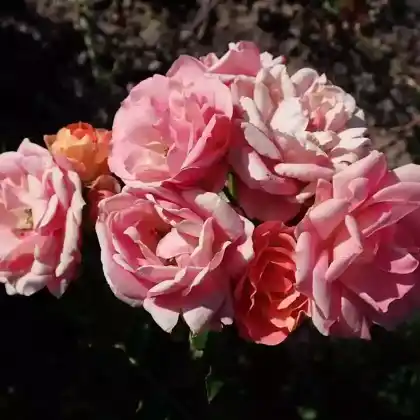 Foto von Zwergrose 'Mandarin' (Rosa 'Mandarin')