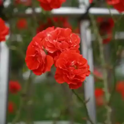 Foto von Zwergrose 'Orange Meillandina' (Rosa 'Orange Meillandina')