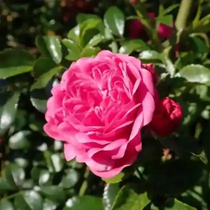 Foto von Zwergrose 'Pepita' (Rosa 'Pepita')