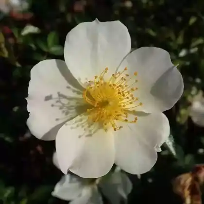 Foto von Zwergrose 'Sonnenröschen' (Rosa 'Sonnenröschen')
