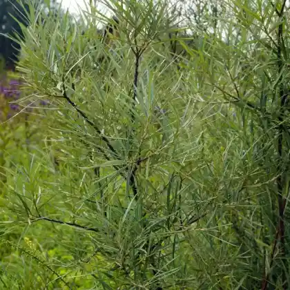 Foto von Lavendel-Weide 'Angustifolia' (Salix eleagnos 'Angustifolia')