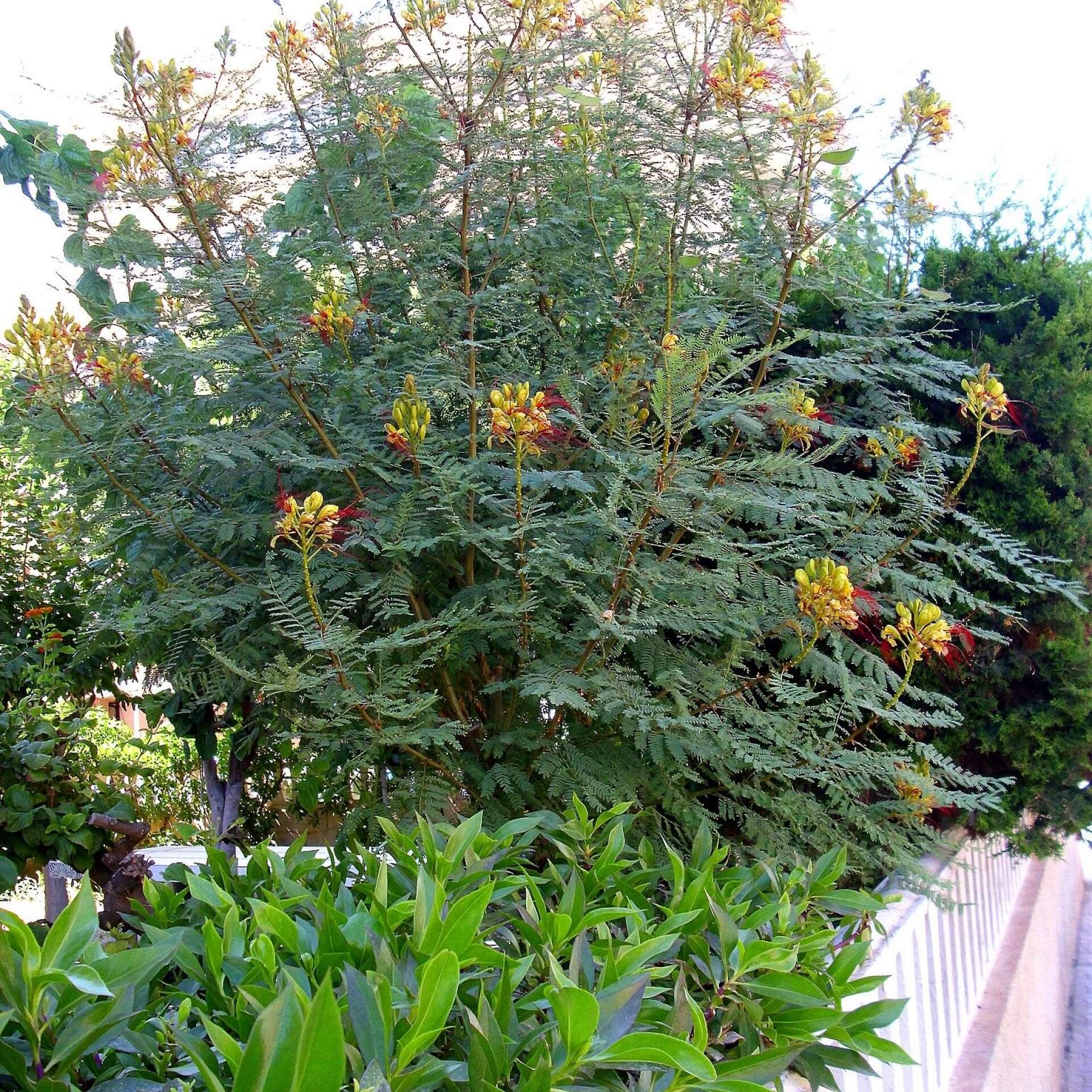 Paradiesvogelbusch (Caesalpinia gilliesii)