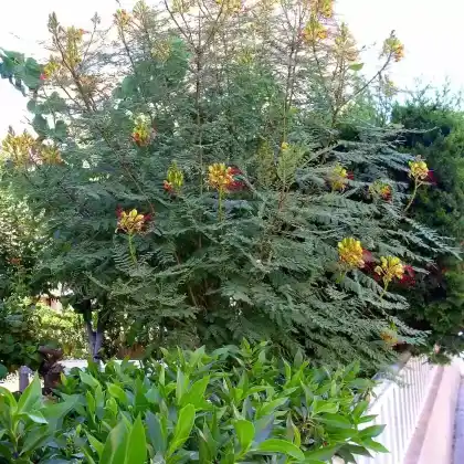 Foto von Paradiesvogelbusch (Caesalpinia gilliesii)