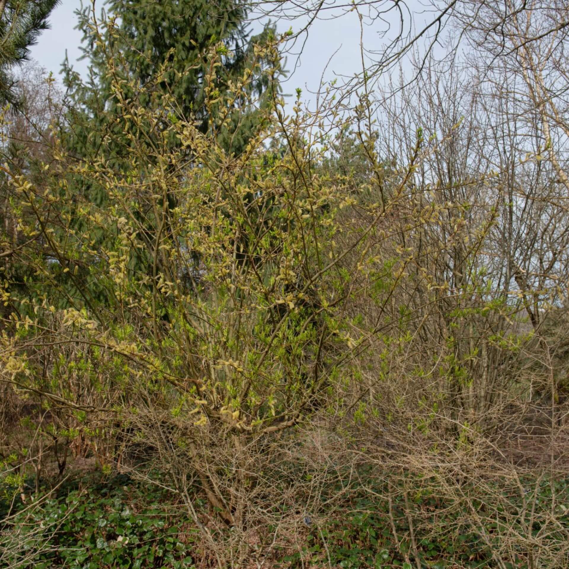 Drachenweide 'Sekka' (Salix sachalinensis 'Sekka')