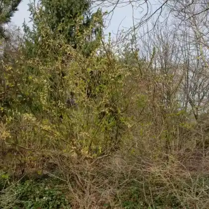 Foto von Drachenweide 'Sekka' (Salix sachalinensis 'Sekka')