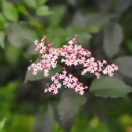 Foto von Schwarzer Holunder 'Guincho Purple' (Sambucus nigra 'Guincho Purple')
