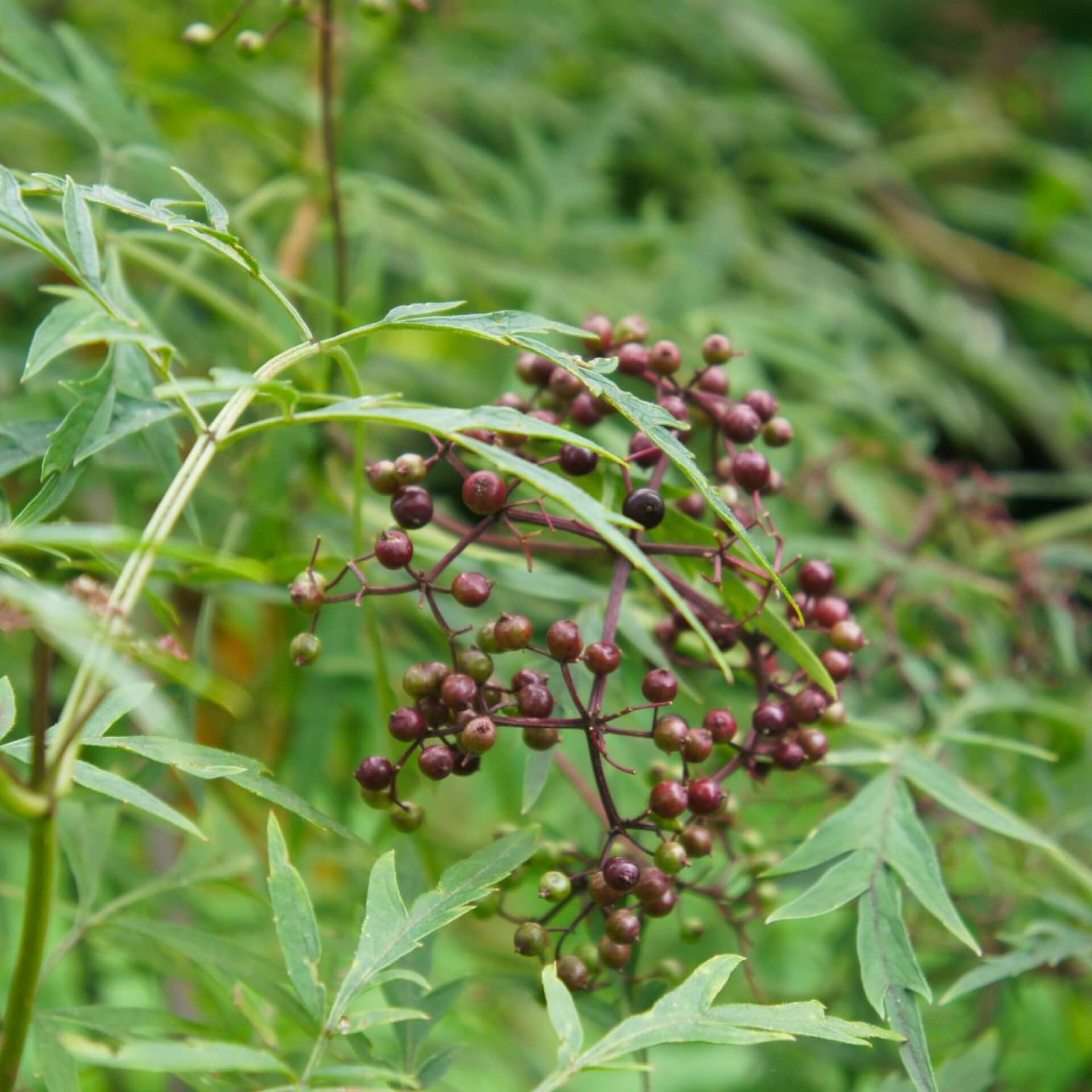 Schwarzer Holunder 'Laciniata' (Sambucus nigra 'Laciniata')