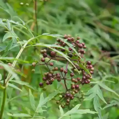 Foto von Schwarzer Holunder 'Laciniata' (Sambucus nigra 'Laciniata')