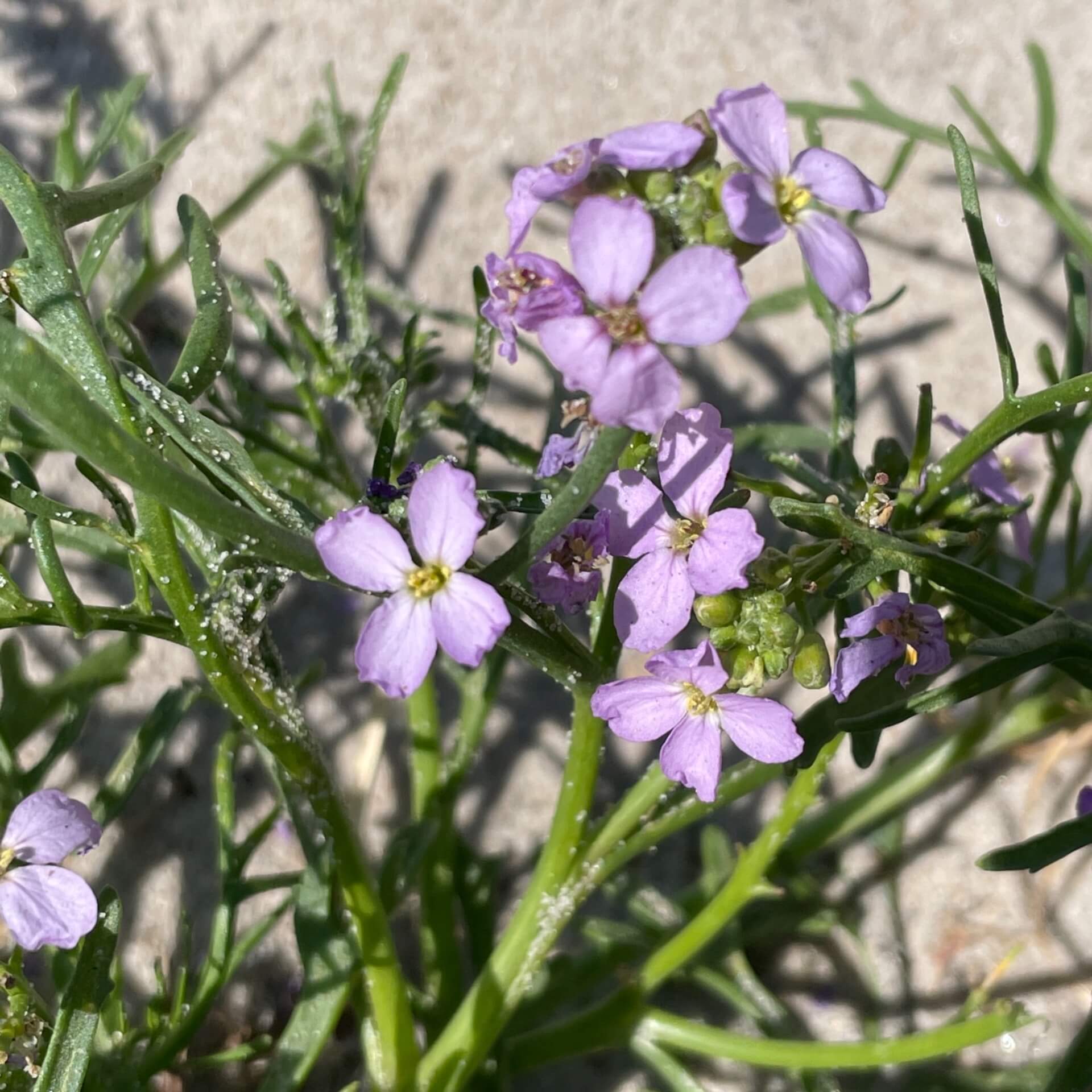 Europäischer Meersenf (Cakile maritima)