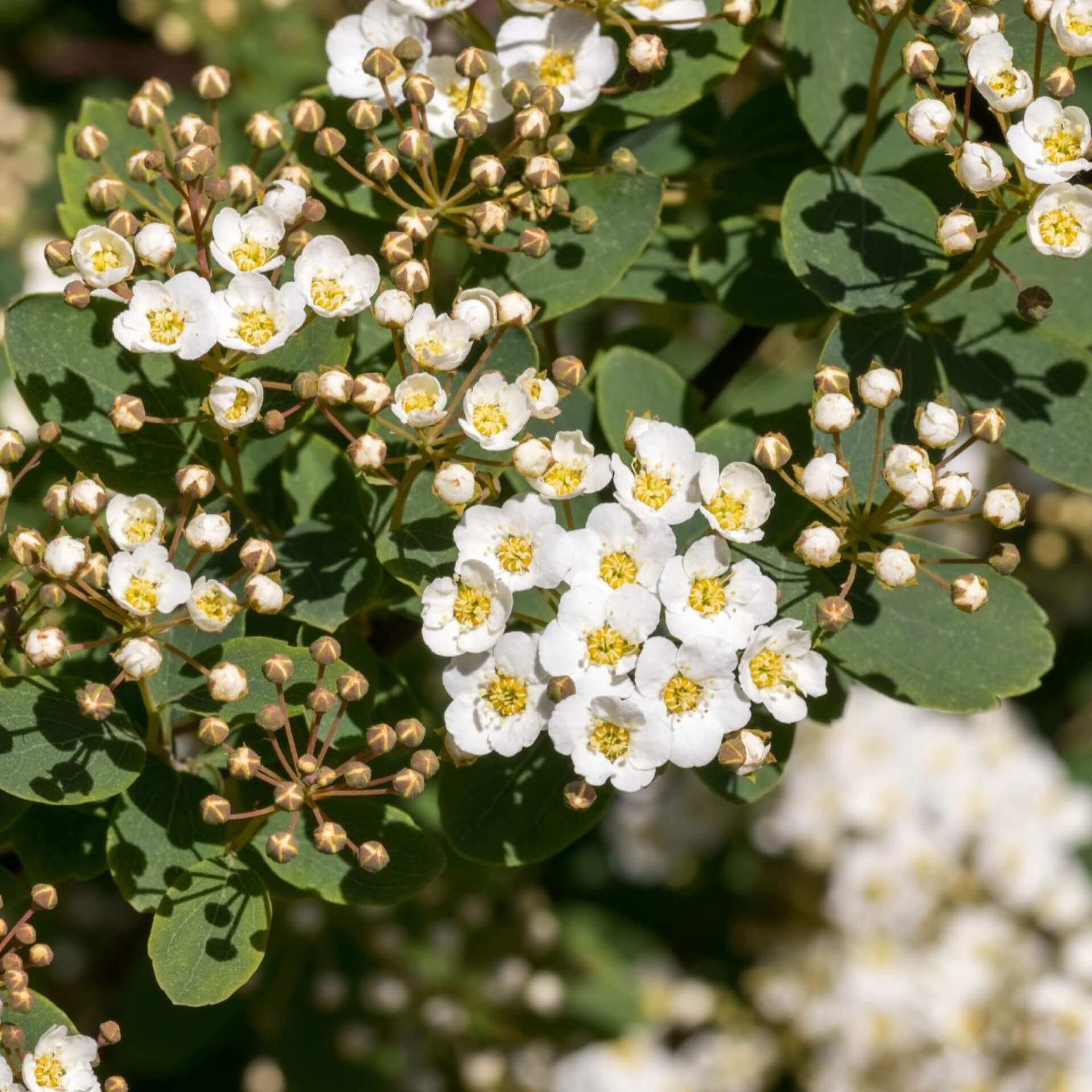 Japanische Strauchspiere 'Snowmound' (Spiraea nipponica 'Snowmound')