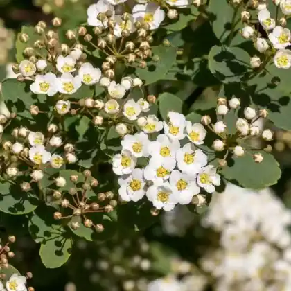 Foto von Japanische Strauchspiere 'Snowmound' (Spiraea nipponica 'Snowmound')