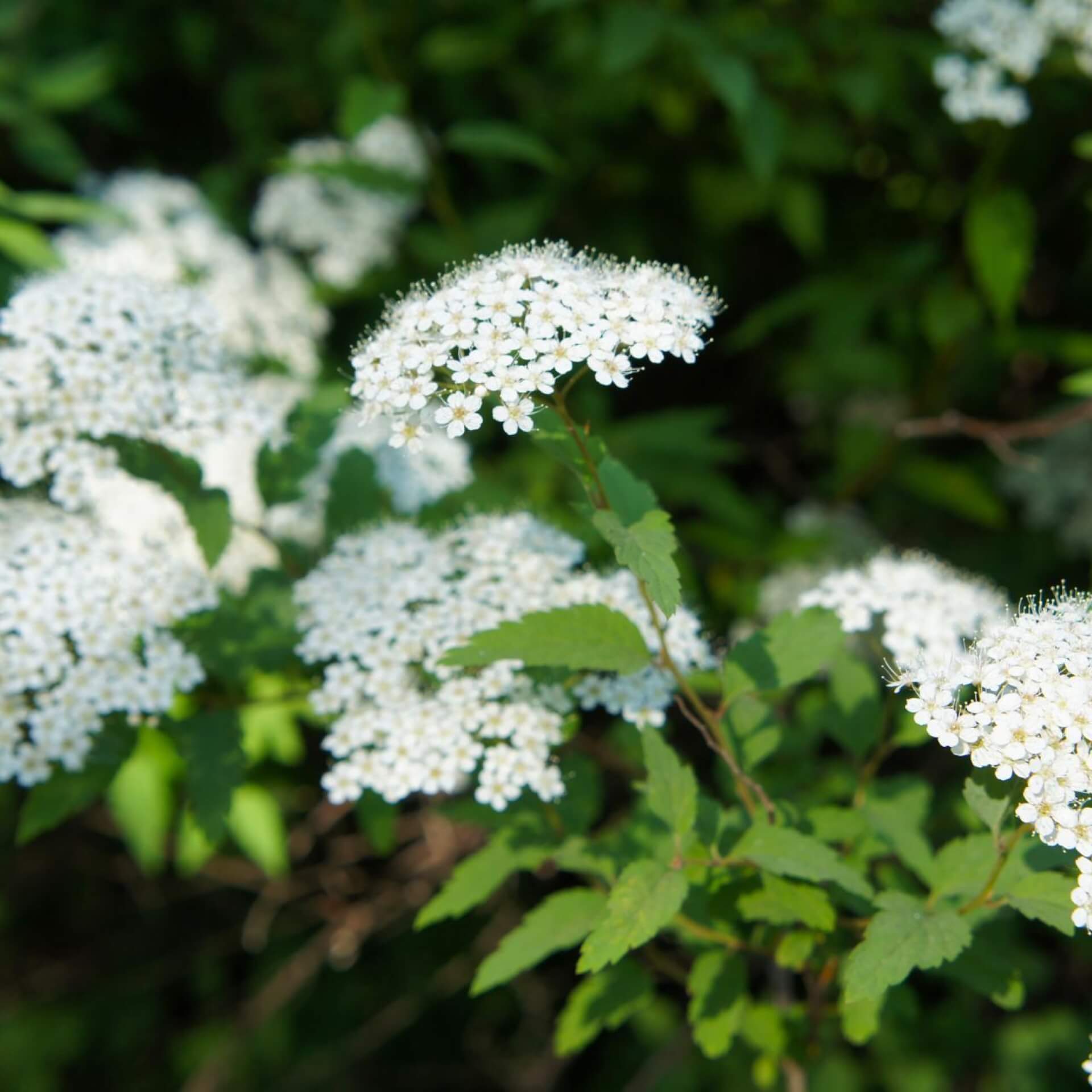 Weiße Zwergspiere 'Albiflora' (Spiraea japonica 'Albiflora')