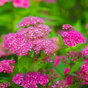 Rote Sommerspiere 'Anthony Waterer' (Spiraea japonica 'Anthony Waterer')