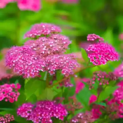 Foto von Rote Sommerspiere 'Anthony Waterer' (Spiraea japonica 'Anthony Waterer')
