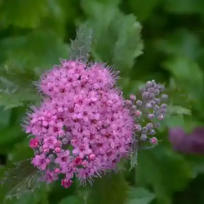 Foto von Krauser Spierstrauch 'Crispa' (Spiraea japonica 'Crispa')