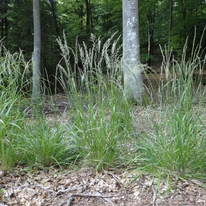Weißes Straußgras / Agrostis stolonifera