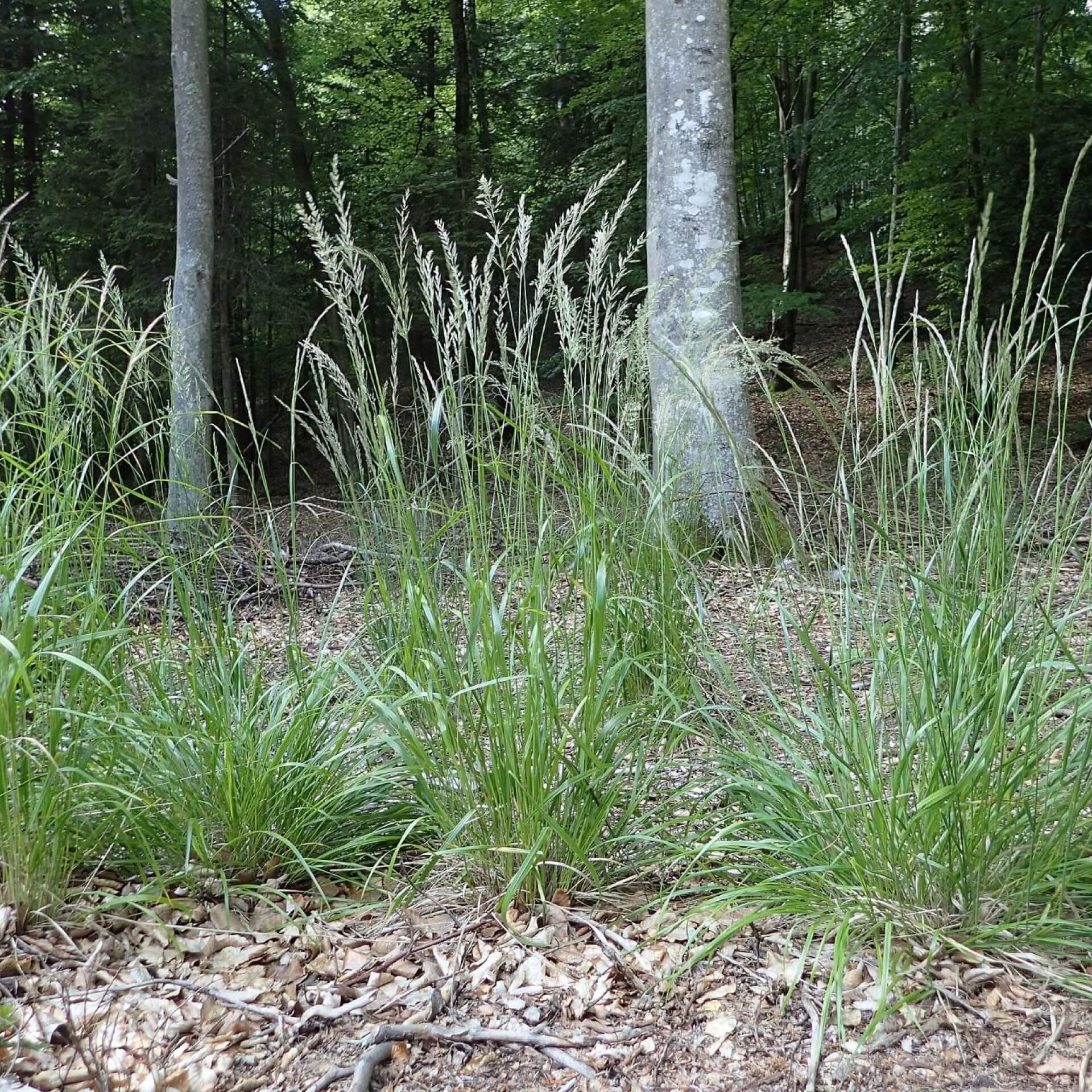 Wald-Reitgras (Calamagrostis arundinacea)