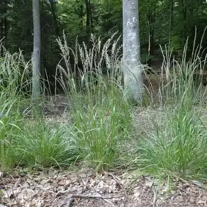 Foto von Wald-Reitgras (Calamagrostis arundinacea)