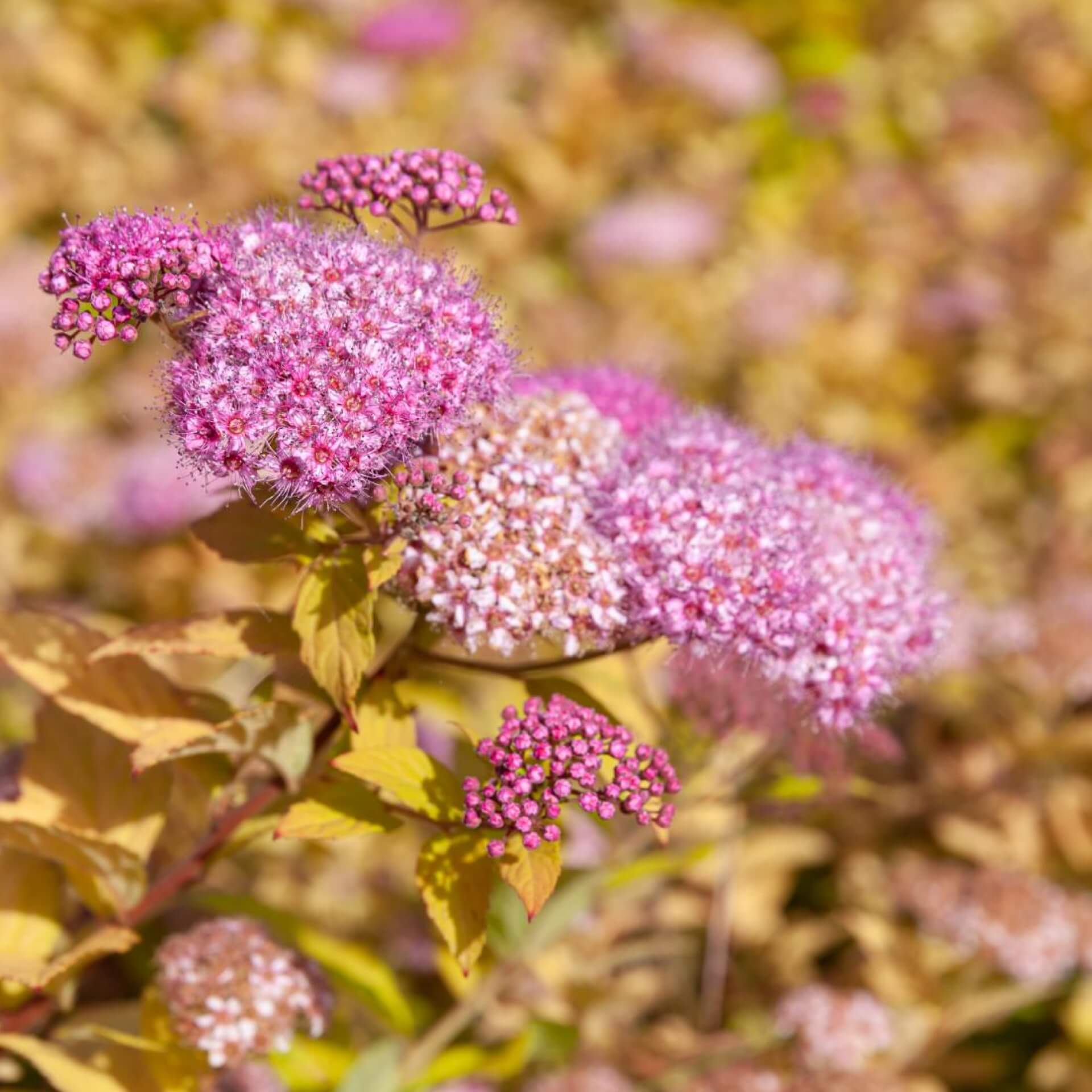 Zwergspiere 'Shirobana' (Spiraea japonica 'Shirobana')