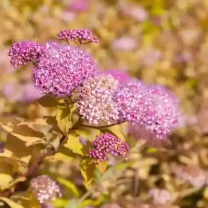 Foto von Zwergspiere 'Shirobana' (Spiraea japonica 'Shirobana')