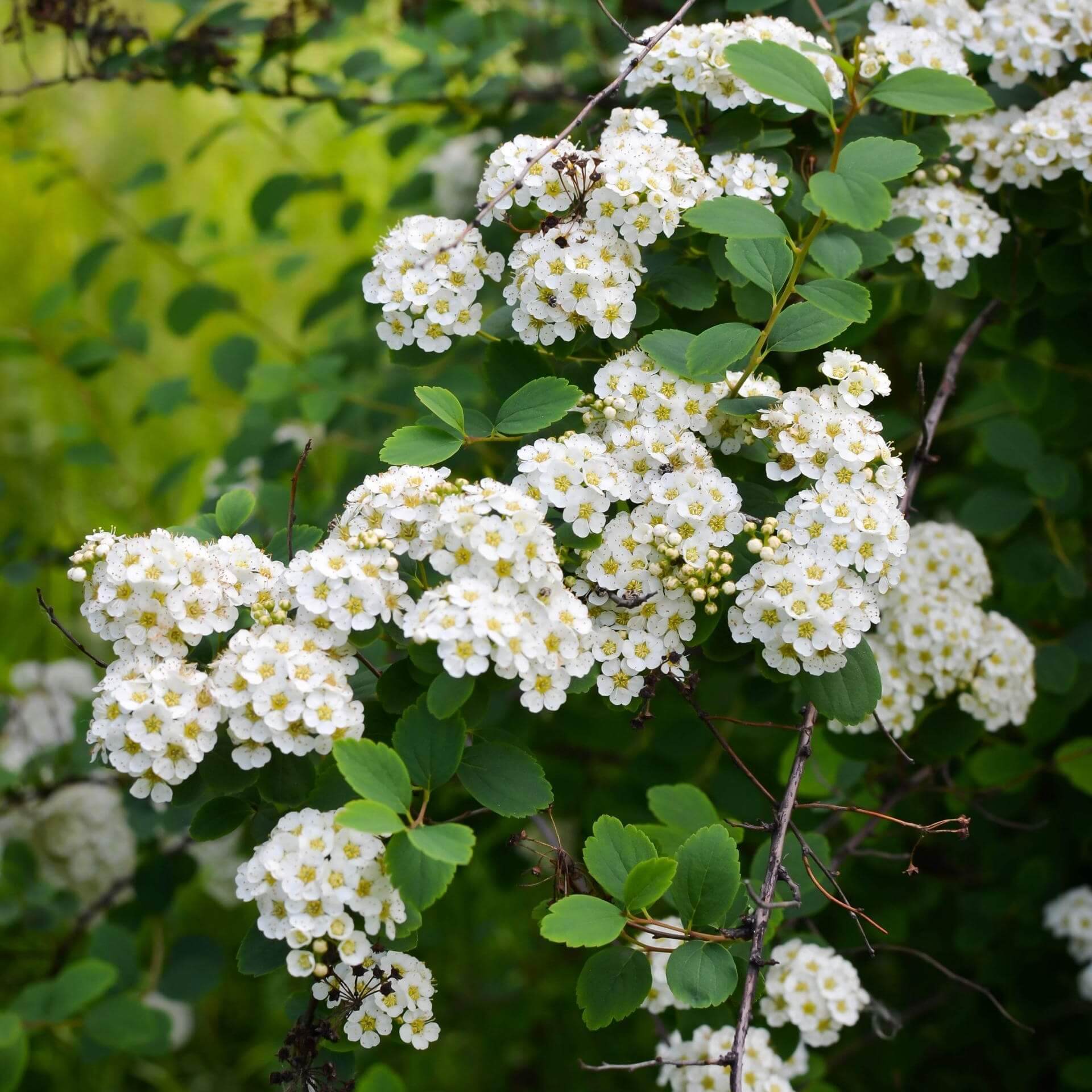 Birkenblättriger Spierstrauch 'Tor' (Spiraea betulifolia 'Tor')