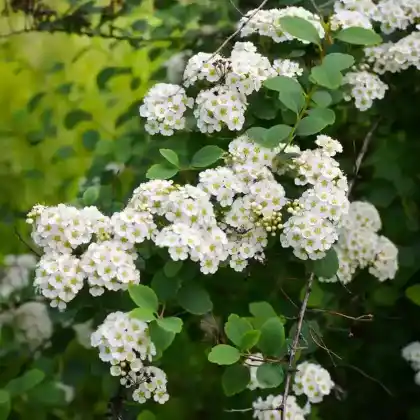 Foto von Birkenblättriger Spierstrauch 'Tor' (Spiraea betulifolia 'Tor')