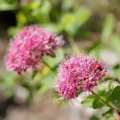 Foto von Dichtblütiger Spierstrauch (Spiraea densiflora)