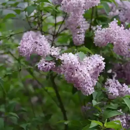 Foto von Chinesischer Flieder (Syringa x chinensis)