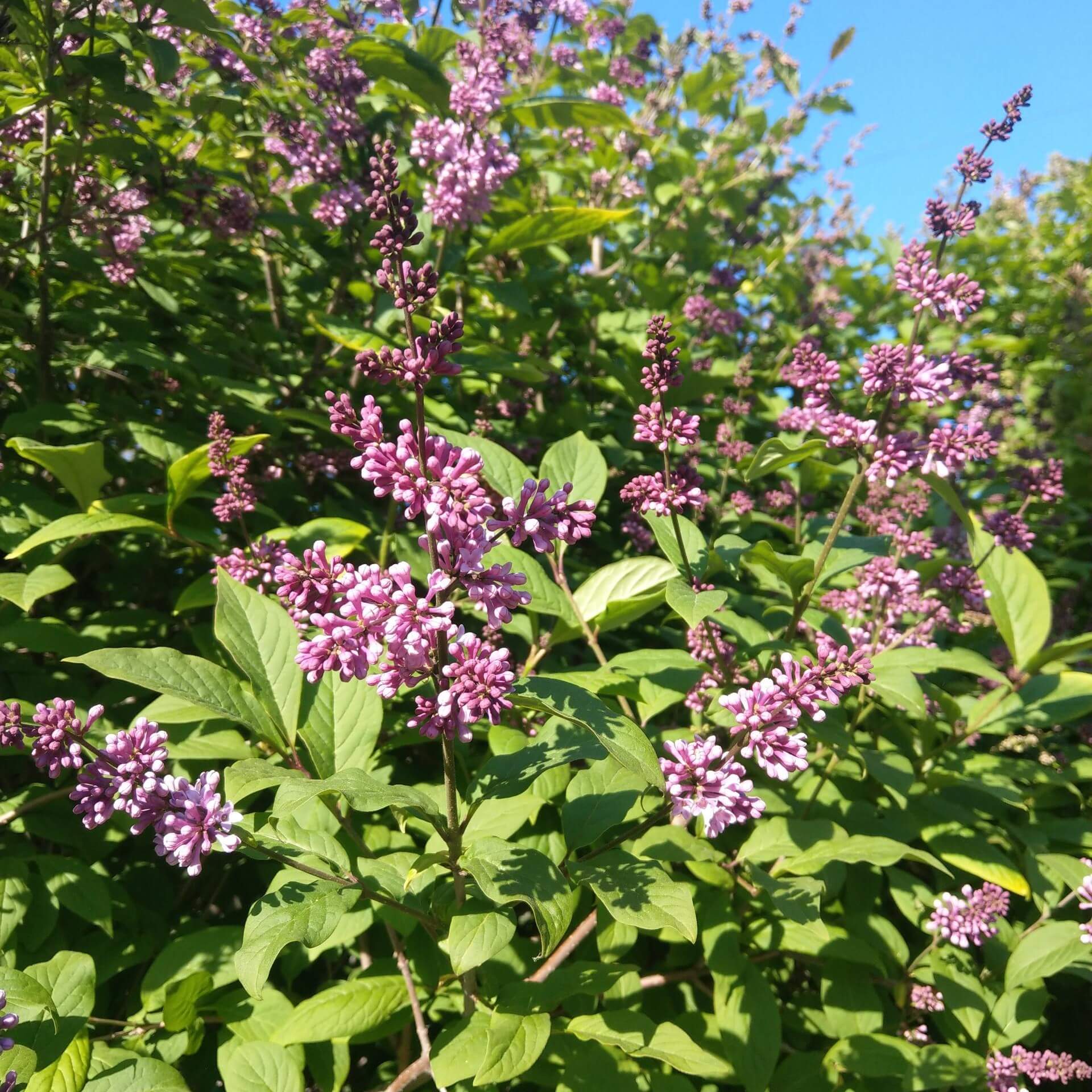 Ungarischer Flieder (Syringa josikaea)