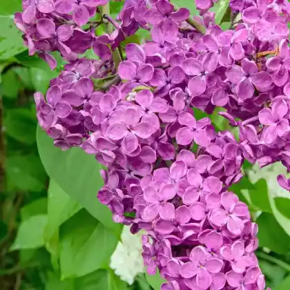 Foto von Edelflieder 'Andenken an Ludwig Späth' (Syringa vulgaris 'Andenken an Ludwig Späth')