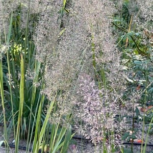 Calamagrostis brachytricha