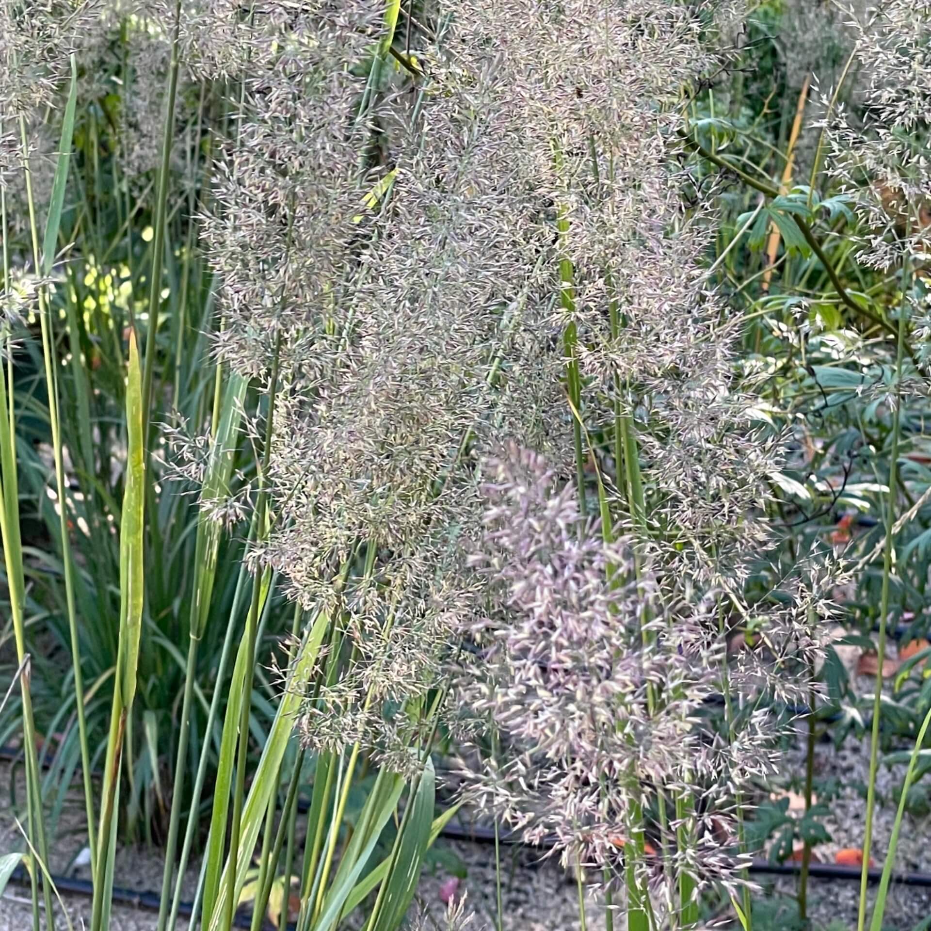 Diamant-Reitgras (Calamagrostis brachytricha)