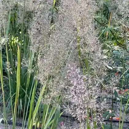 Foto von Diamant-Reitgras (Calamagrostis brachytricha)