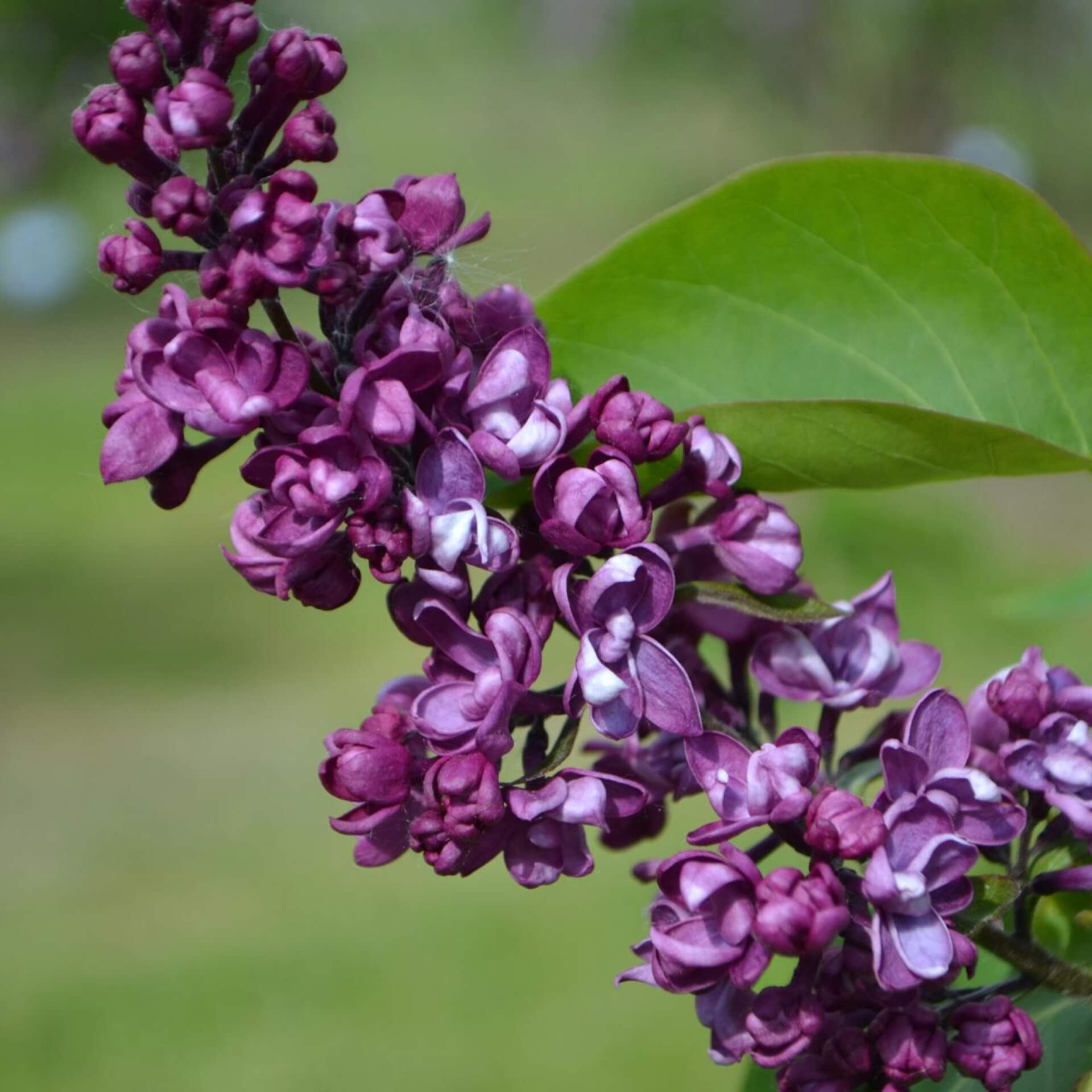 Edelflieder 'Charles Joly' (Syringa vulgaris 'Charles Joly')