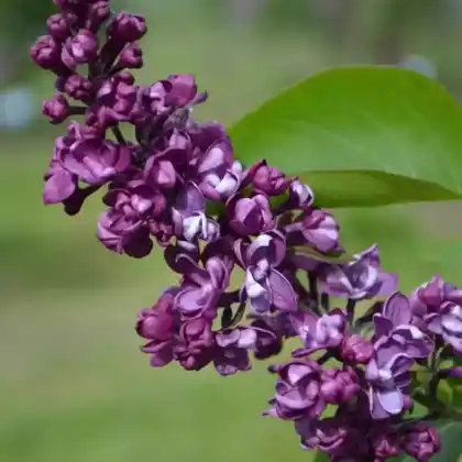 Foto von Edelflieder 'Charles Joly' (Syringa vulgaris 'Charles Joly')