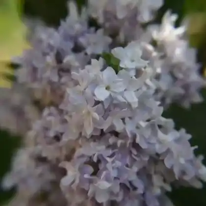 Foto von Edelflieder 'Michel Buchner' (Syringa vulgaris 'Michel Buchner')