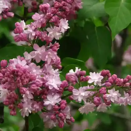 Foto von Edelflieder 'Mme Antoine Buchner' (Syringa vulgaris 'Mme Antoine Buchner')