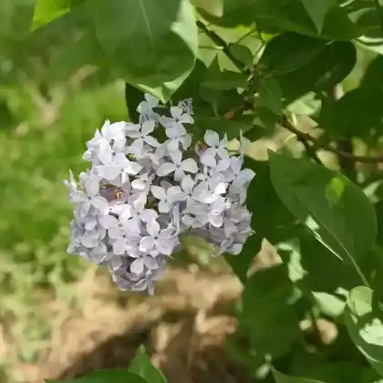 Foto von Edelflieder 'Mme Lemoine' (Syringa vulgaris 'Mme Lemoine')