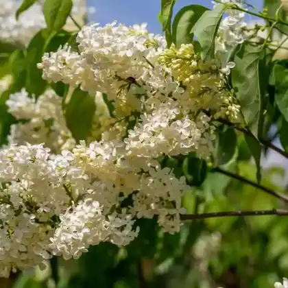 Foto von Edelflieder 'Primrose' (Syringa vulgaris 'Primrose')