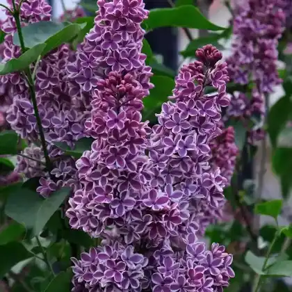 Foto von Edelflieder 'Sensation' (Syringa vulgaris 'Sensation')
