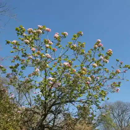 Foto von Koreanischer Duft-Schneeball 'Aurora' (Viburnum carlesii 'Aurora')